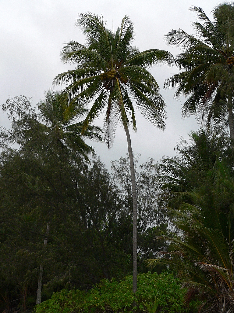 054 Palm Cove.jpg